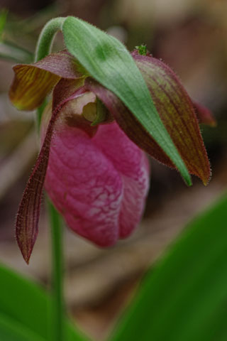 Pink lady slipper