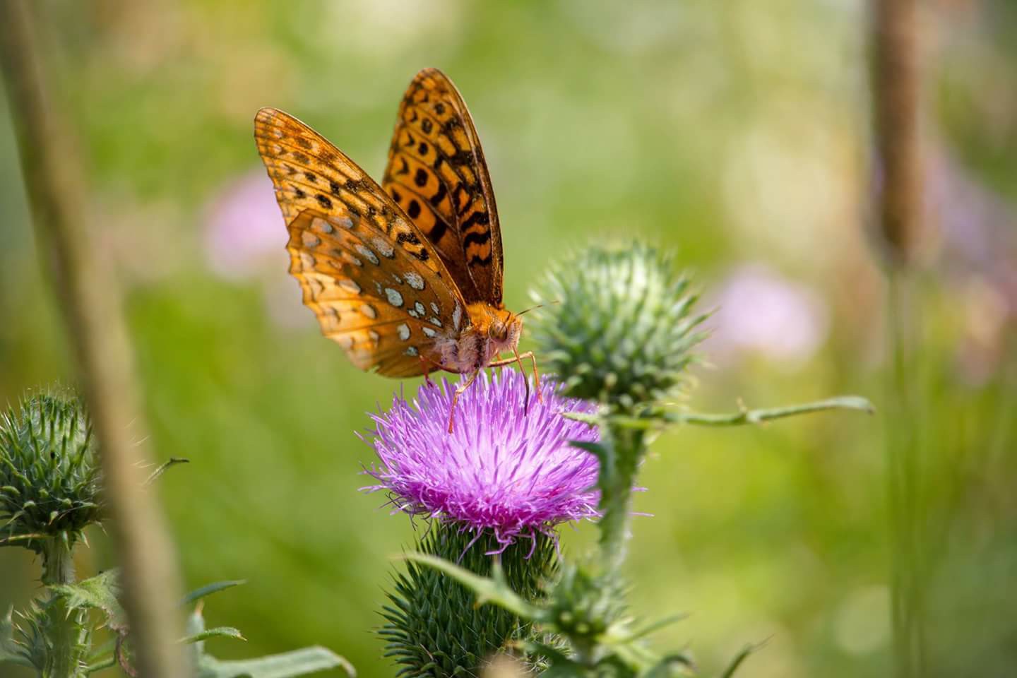 Beauty and the Beast. Pretty butterfly on a thistle bloom.