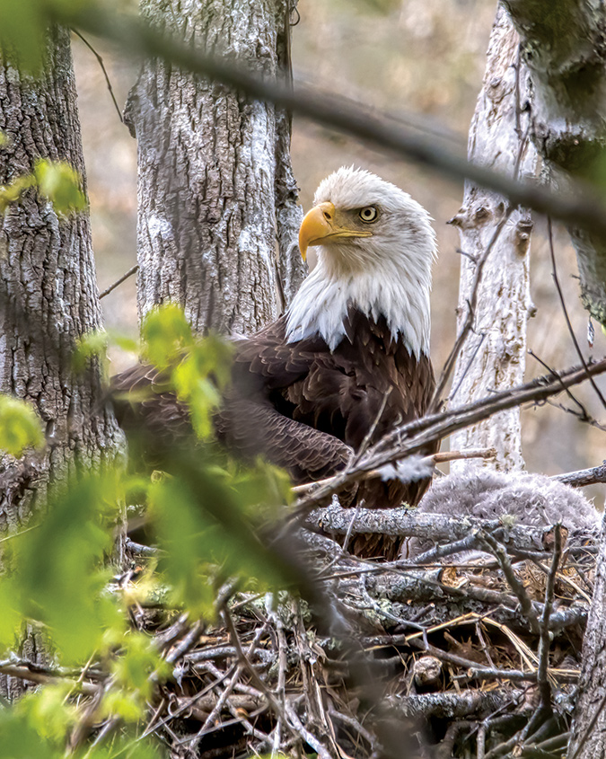 A bald eagle sits on its nest along the Clinch River in Scott County, Virginia with its sleeping chick(s).