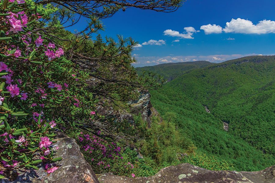 Linville Gorge at Wiseman’s View Overlook is flanked by Catawba rhododendron.