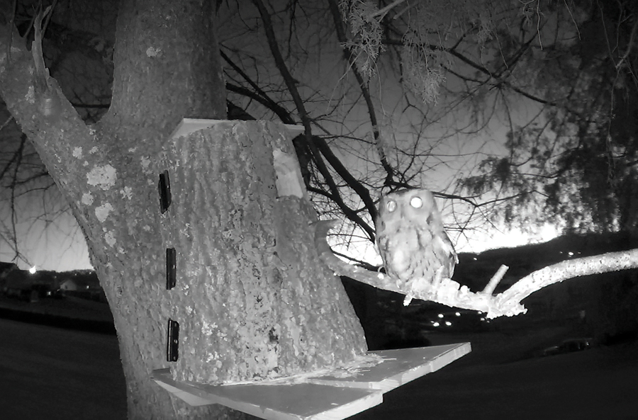 The 24/7 camera Rice installed caught the eastern screech on the perch, perhaps thinking about moving in.