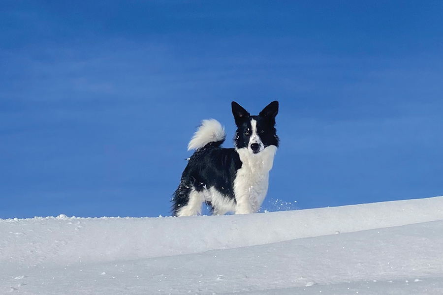 Josie was standing atop a mountainous drift of powdery snow keeping watch over her humans. She was in heaven in the snow and would pounce and dig and roll for hours or until her companions, an 11-year old boy and an 8-year-old girl, got too cold and went in for hot cocoa.