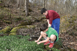Eli and Sam gathering Watercresse