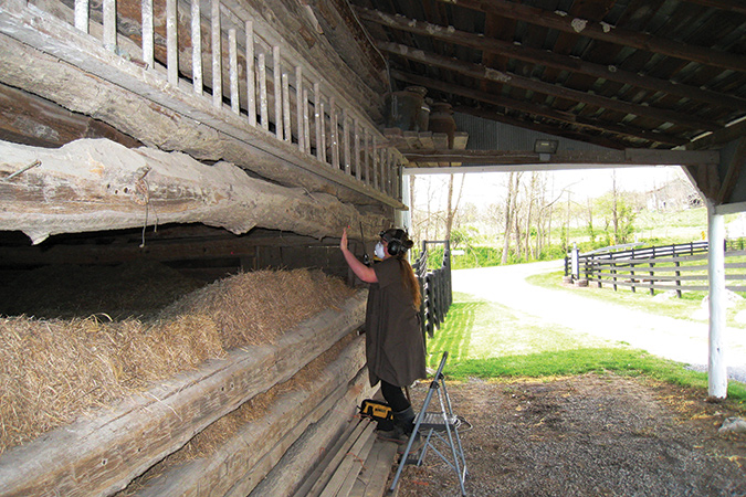 De Graauw inspects each log in the James Wellard barn as she determines where to take her samples.