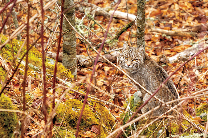 A wild bobcat pauses for a brief moment along the Blue Ridge Parkway near the Devil’s Courthouse in western North Carolina before making his way down the mountain.
