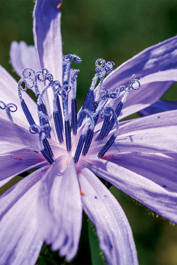 Close-up of a Cornflower, also known as bachelor button, with its stamens dusted in pollen. Photo taken in the midday sun using a Nikkor 60mm f/2.8D lens on a Nikon D500.