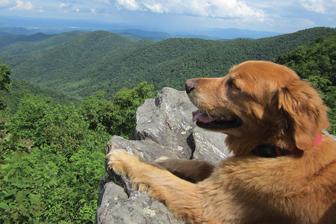 Denise Sand’s Sarah loved to go hiking year ‘round, running to the car as soon as she saw her owners put on their hiking boots.