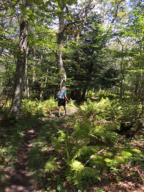 On the way to Wind Rock, the AT crosses a 4,000-foot plateau.