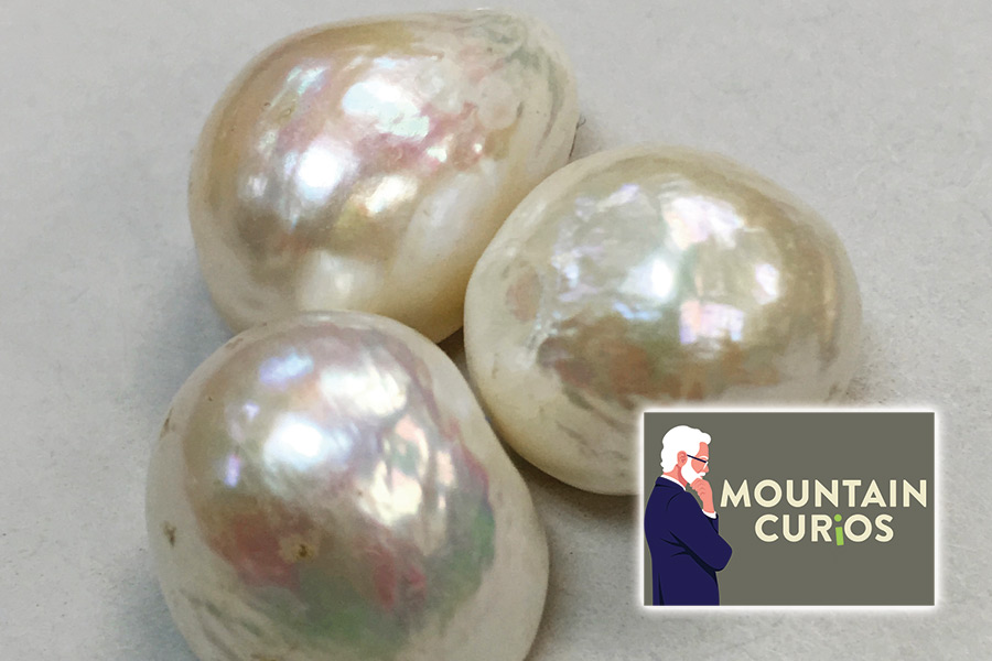 The promise of pearls was strong on the Clinch River for about 40 years, until the advent of hydroelectric dams and plastic buttons brought it to an end.