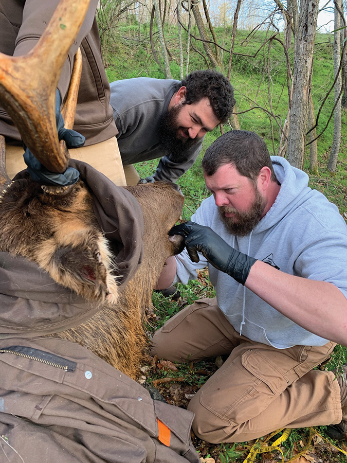 Justin McVey checks on an elk’s teeth, for wear and to determine the animal’s approximate age.