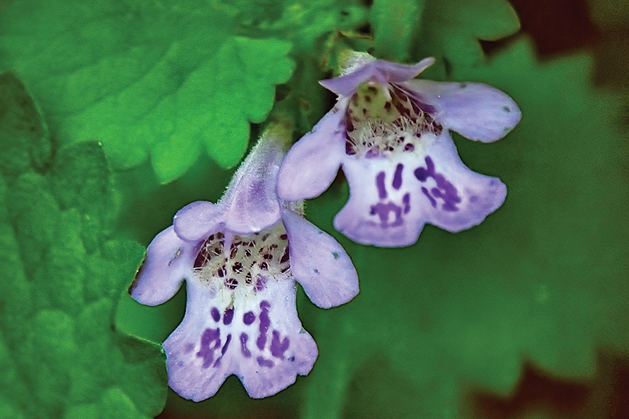 This fast-spreading ground-hugging member of the mint family is called ground ivy. What is another descriptive name for it?