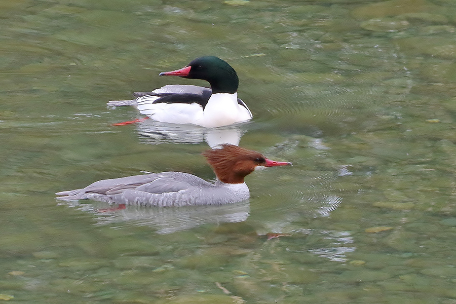 Male and female Common Mergansers.