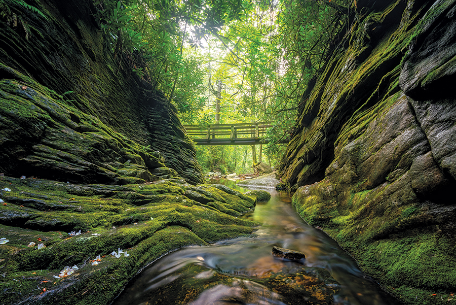 Dugger Creek, near Linville, North Carolina. From the photographer: “This shot is from the perspective of looking out towards the bridge while in the slot canyon (with the falls behind me), rather than being on the bridge looking towards the falls. It was late in the season for the rosebay rhododendron blooms but we did manage to find a few holdouts. The left side of the canyon was decorated with a few fallen petals making for an interesting shot.”