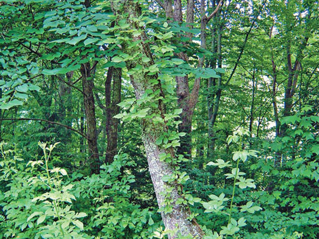 Poison ivy grows not only in rich woods, but also fields, pastures, banks, up trees and along fences.