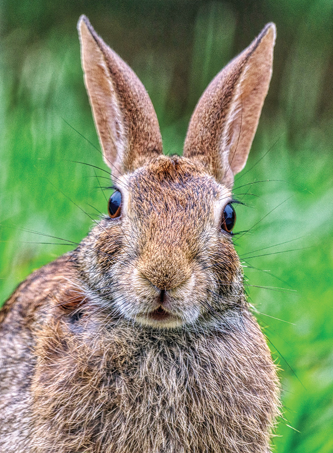An eastern cottontail appears to pose for the camera in Washington County, Tennessee.