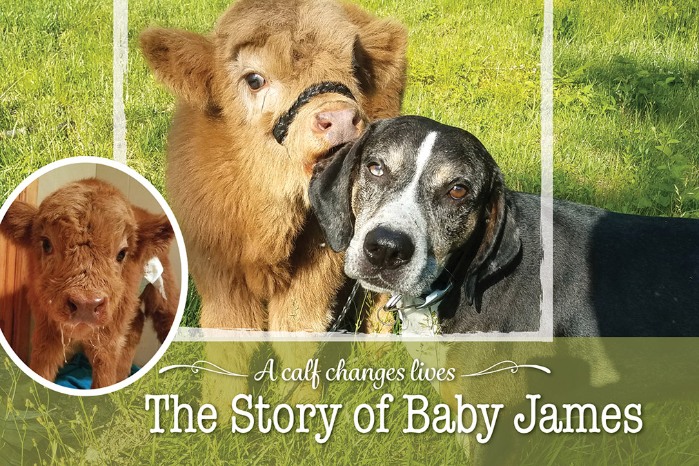 Baby James found easy acceptance from the family’s dogs.