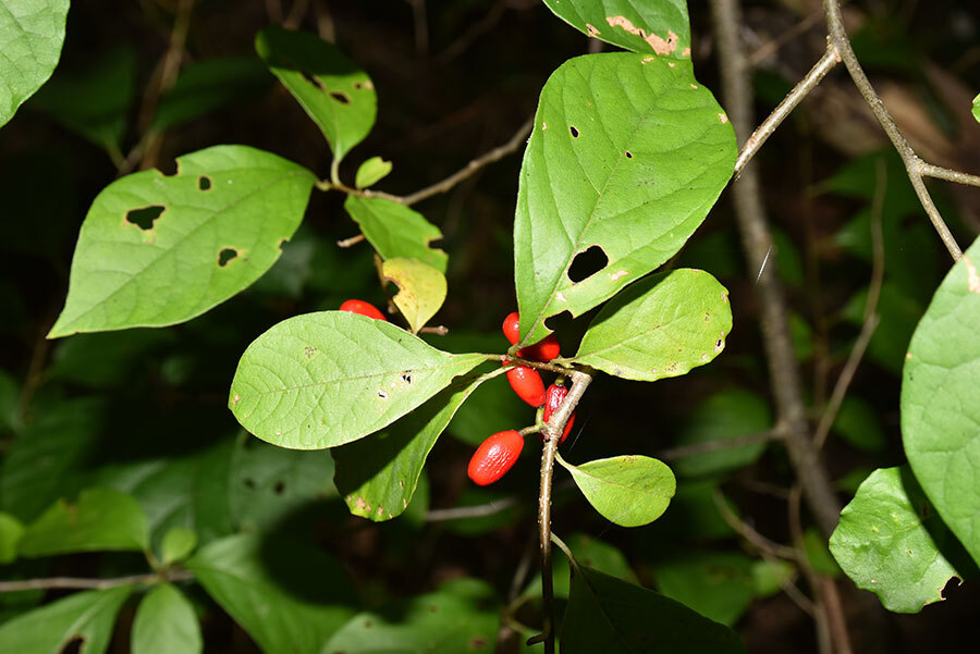 Northern spicebush growing on the author’s Botetourt County, Virginia land.