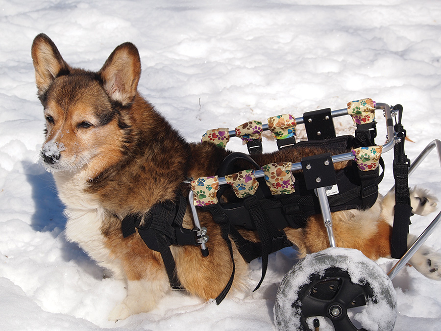 Widget never let her disability stop her from enjoying the snow in Southwest Virginia (Coeburn). She was always ready for walks enjoying the Blue Ridge Mountains!