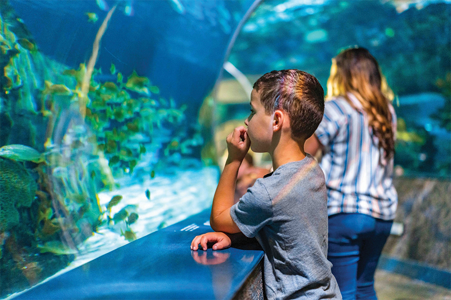 Visitors at Ripley’s Aquarium of the Smokies can travel “under the sea” in underwater tunnels.