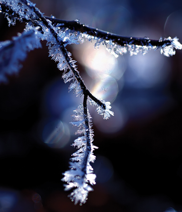 A frost-covered branch spotted during a hike along the Blue Ridge Parkway near Nelson County, Virginia, the morning after a hard freeze.