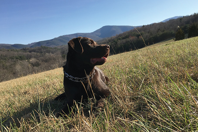 John Powell’s Chocolate Lab Harley takes a break at Roanoke, Virginia’s Green Hill Park. He is, according to Powell, “proof of the statement about man’s best friend (wife loves him also).”