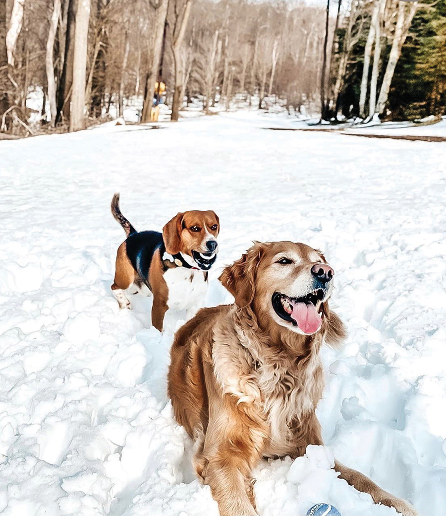 Bogey and Sophie both love to hike and chase their ball through the snow in the Blue Ridge Mountains. Sophie is our golden retriever, Bogey is our grandpup and belongs to our daughter Liz and son-in-law Rob, who live in Alabama.