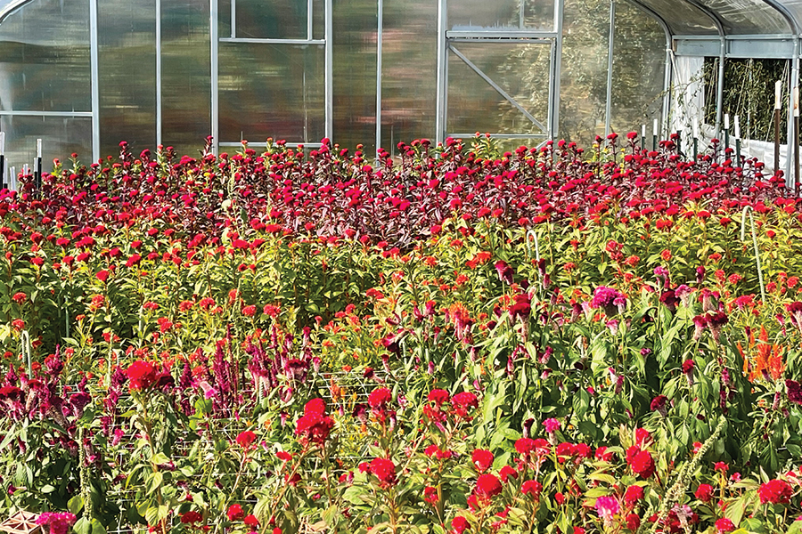 The Sevier Blumen growing spaces include outdoors, greenhouses and high tunnels, which are  plastic structures with roll-up sides.