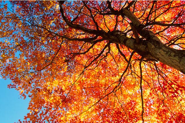 As bright green chlorophyll disappears, we begin to see the yellows, oranges and reds of Fall.