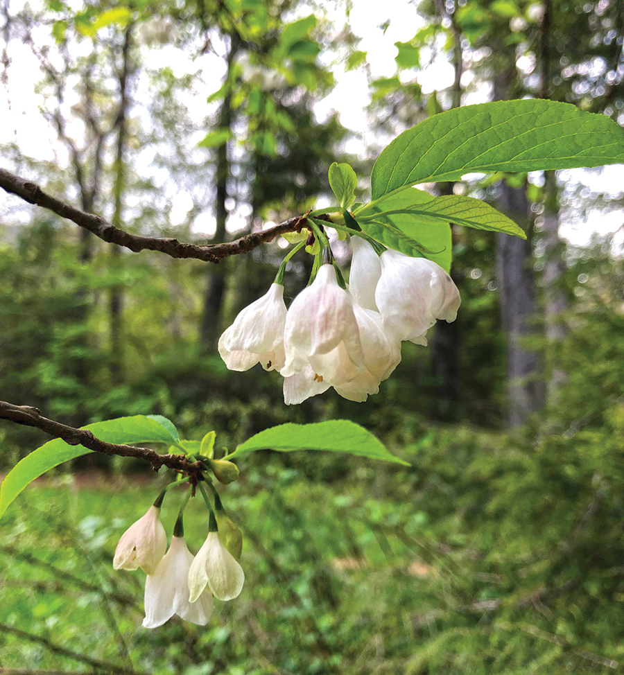 North Carolina: Pink Beds