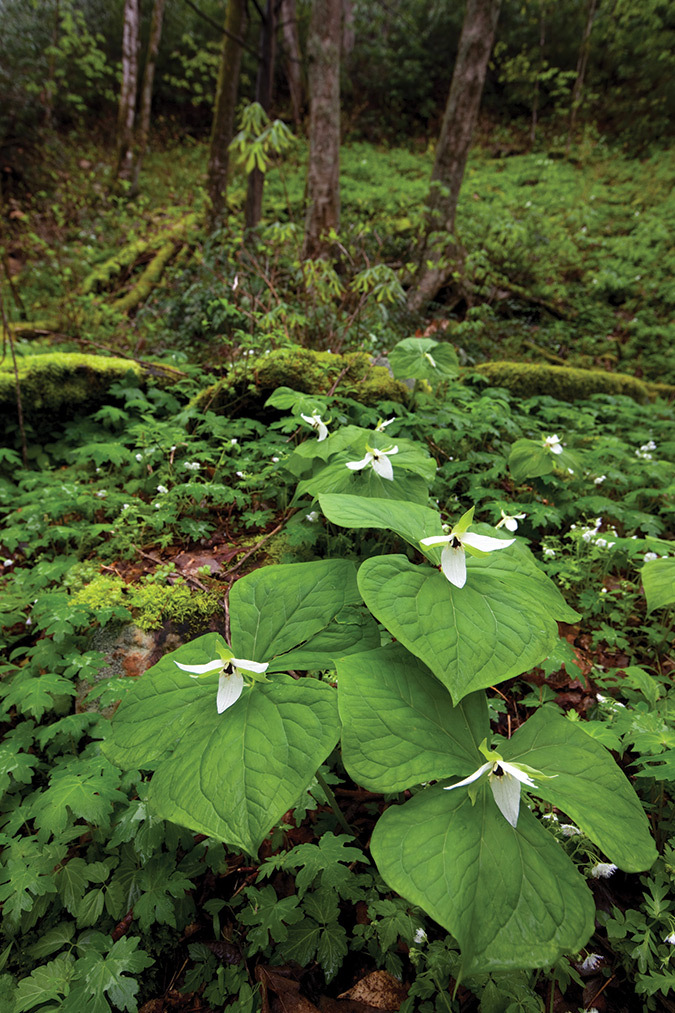 bottom inset: These large white erect trilliums—“angels over forest floor”—bloom in April and were photographed along Forney Creek in Great Smoky Mountains National Park.