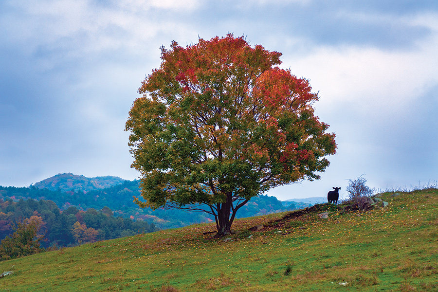 A cow seems to be pondering the view from along the Blue Ridge Parkway in Central Virginia.