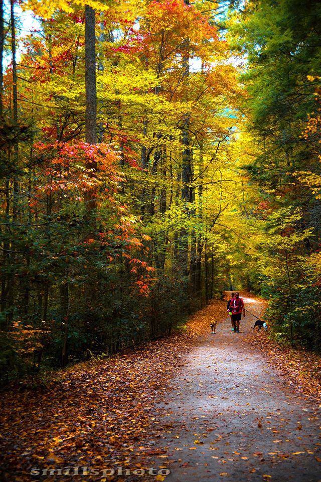 On the trail to High Shoal Falls in South Mountain State Park this past Saturday 10-24, the fall colors could be considered "at peak". This state park is south of Morganton off I-40 about 20 miles. Stephen Mills, Stephen Mills Photography