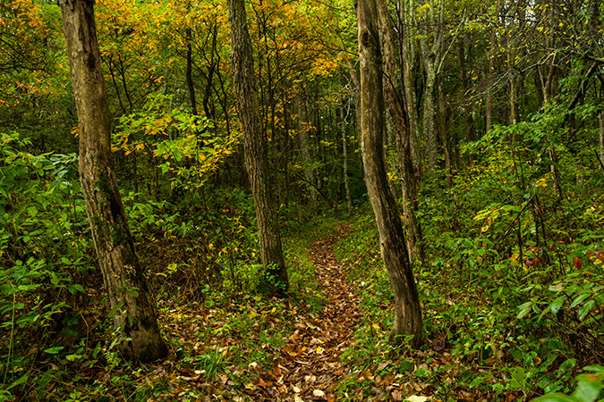 Shady Valley: Follow US 91 to the intersection of Osborne Ln. and Cross Mountain Rd. to the Cross Mountain parking area. You will then have a choice: follow the A.T. into the forest for a beautiful woodland hike; or cross the road and follow the A.T. for a 1.5-mile hike through a field with views of Shady Valley, Tennessee, and the Blue Ridge Mountains.