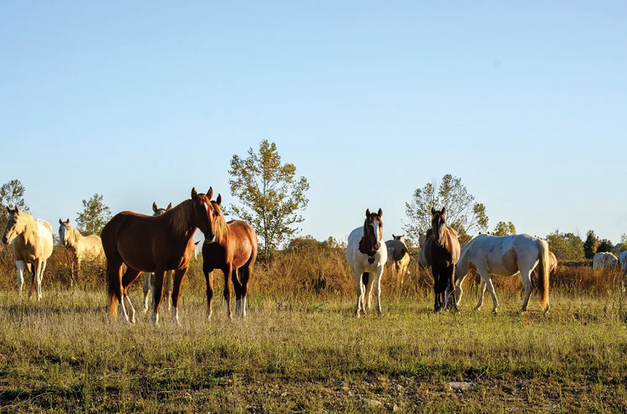 Coal-to-solar reclamation at the BrightNight Starfire Solar Project in Kentucky benefits communities and nature.