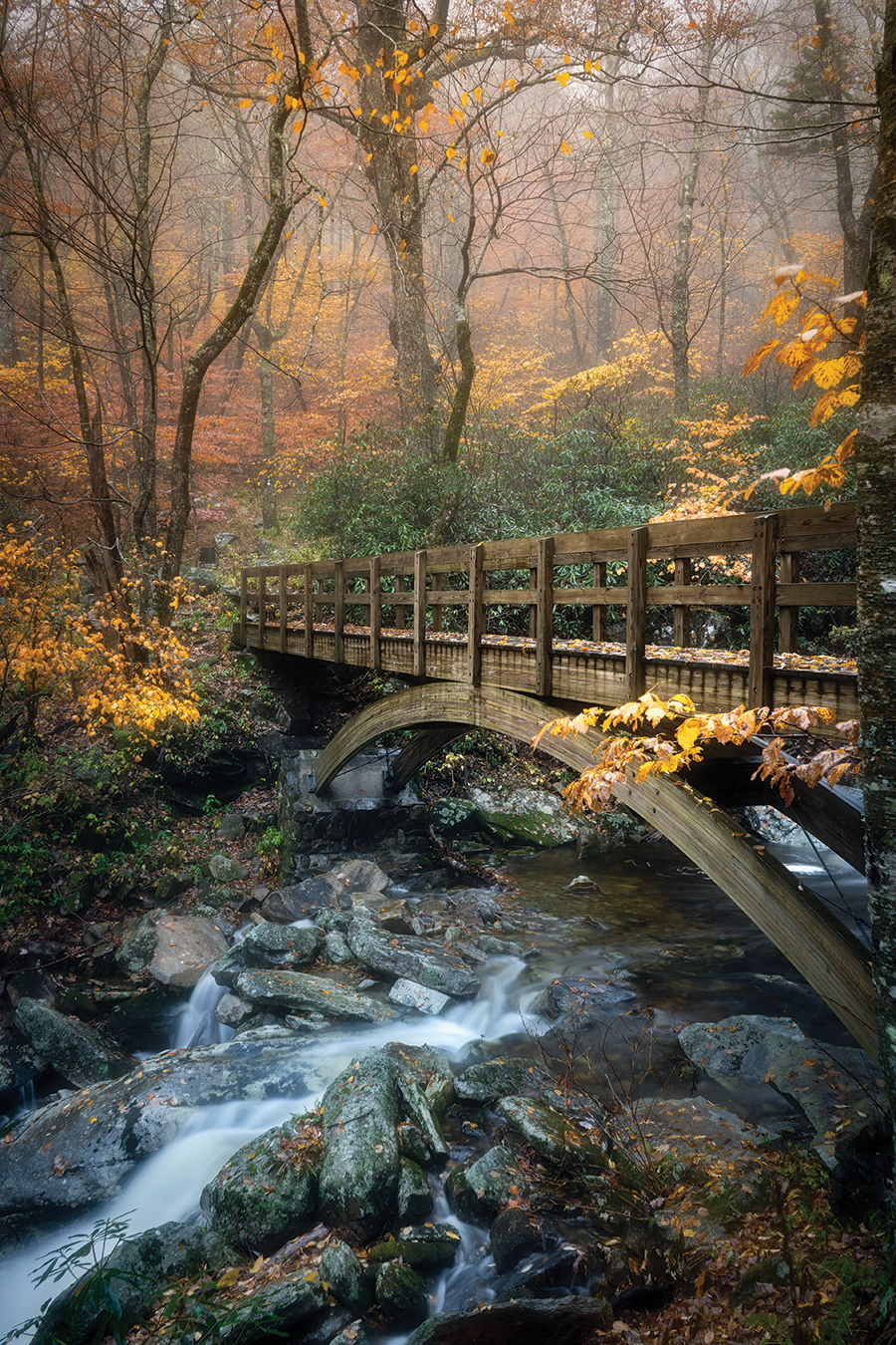 Fall colors decorate the bridge crossing at Wilson Creek near the Linn Cove Viaduct, North Carolina Blue Ridge Parkway. From the photographer: “I drove an hour and a half in the rain from Asheville to the Linn Cove Viaduct to catch this specific spot with some fog. The rain and cold had scared off all of the other leaf peepers so I had it all to myself. Using an umbrella, I took many photos of the bridge before landing on this composition that I liked. I wanted to get the cascades in the composition, along with the bridge and the fall color in the background. This was the angle that delivered the shot I was looking for.”