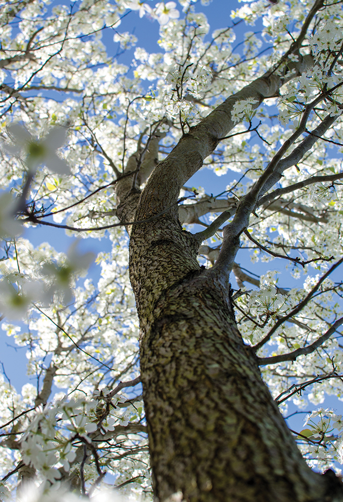 A Bradford pear tree offers full spring bloom along the trail at Laurel Run Park in Church Hill, Tennessee.