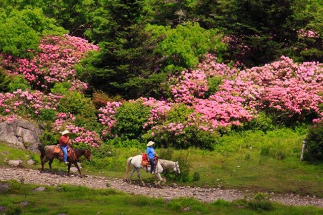 Horseback riding among the gorgeous rhododendron blooms.