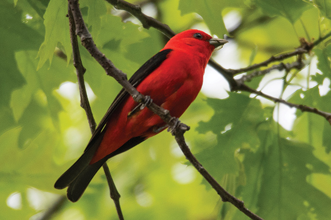 This scarlet tanager was on a branch in Linville, North Carolina, just below Grandfather Mountain, where the photographer finds them every year, flitting from tree to tree and thus difficult to capture with a camera.