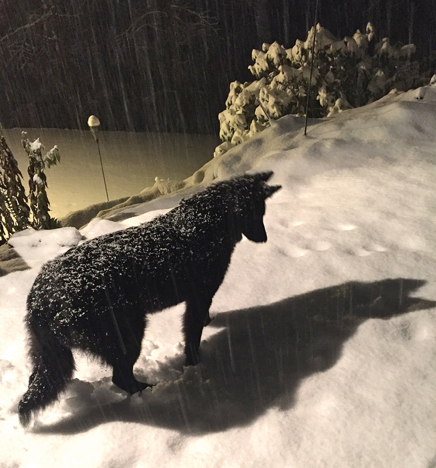 This was our six-month-old Maggie’s first snow here in Maggie Valley, North Carolina. Is it the shadow or the snow that’s fascinating?  She loves it now.