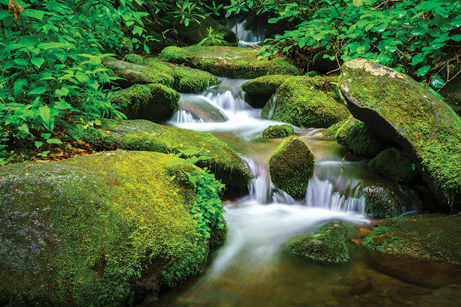 Roaring Fork in Great Smoky Mountains National Park. From the photographer: “This has been a favorite spot to photograph for over 25 years. The moss-covered rock, clear, rushing streams and vibrant green colors never disappoint!”