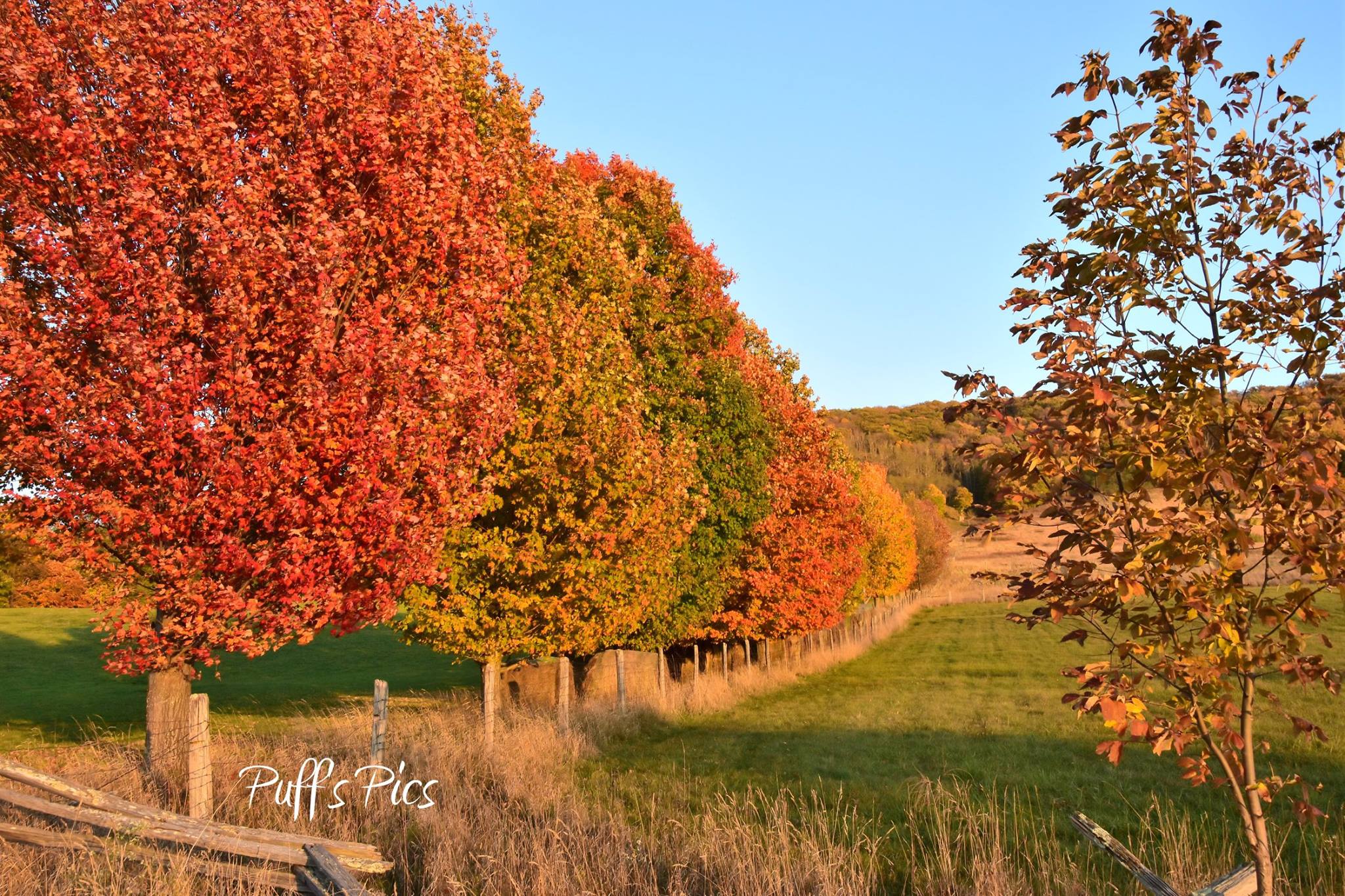 Beautiful row of Maple Trees on Monterey Mountain, Monterey, VA
Taken by Doug Puffenbarger