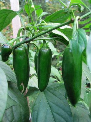 Heatless hybrid Felicity jalapenos set abundant long, tapering fruits.