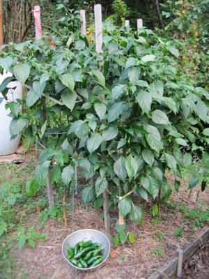 With heat or without, they’re tasty, versatile and pretty easy to grow.