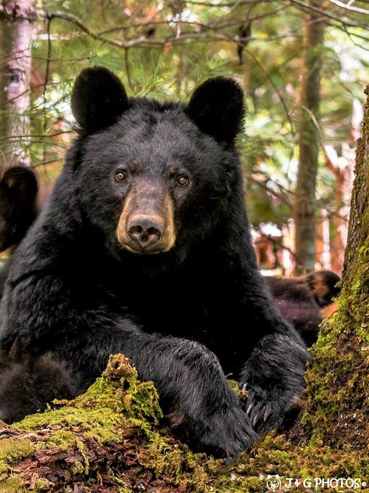A Portrait of a Sweetheart.

This is a momma bear we call Sweetheart (for the heart shape on the end of her nose) She seemed to be posing for this portrait while being very interested and curious of me while I was taking photos of her and her family of 3 little cubs. In this image the cubs were wrestling and playing behind her while she sat there watching me. I think she had just as much fun watching me as I did watching and photographing them. It was a privilege to see this beautiful family late this spring and hope to get a chance to see and photograph Sweetheart and her cubs again late this fall. This image was shot with our 400mm zoom lens x a 1.6 crop built in our Canon 7D Mark II camera and then cropped in a lot to give you that up close and personal feel but still be at a safe distance as to not bother her and cubs in any way and show them the utmost respect and give them their space. Remember we are the visitors in their home.

This was photographed in Cades Cove, Great Smoky Mountains National Park.

For all the latest updates like and follow our photo page https://www.facebook.com/JandGPhotos.

Likes, comments and shares are welcomed, but please do not alter the photo or copyright and use it as your own.