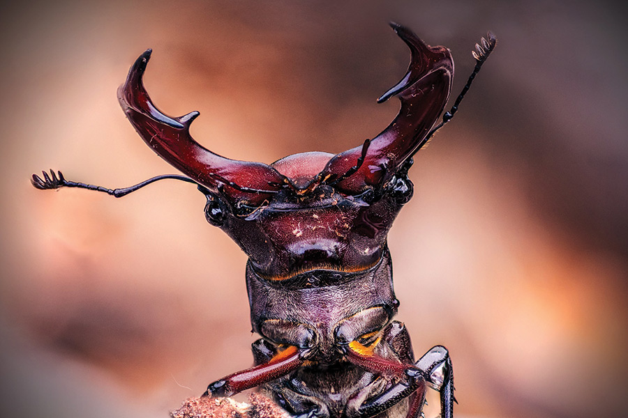 This stag beetle staredown happened on Hibriten Mountain, Lenoir, North Carolina.