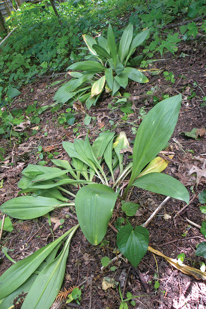 Ramps area a major attraction in Richwood, West Virginia, “Ramp Capital of the World.”