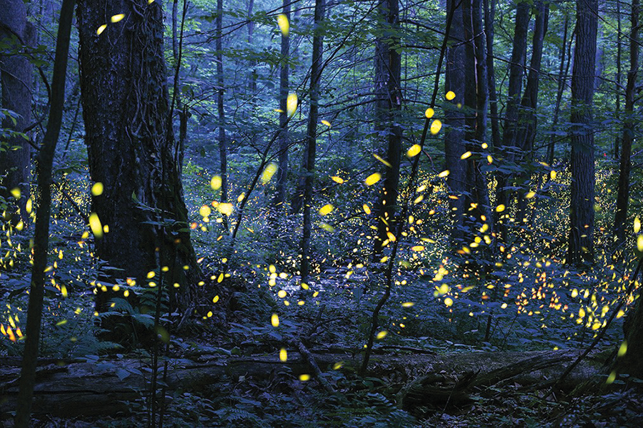 Elkmont’s synchronous fireflies perform in June.