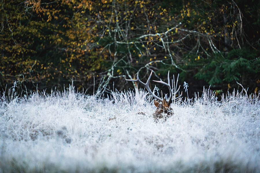 In the quiet of the Cataloochee valley on an early October morning, a bull elk lingered in the frosted grass where the smokies meet the blue ridge. From the photographer: “I waited in stillness as he rose his head from his bed, a fleeting glimpse of wild majesty in western North Carolina.”