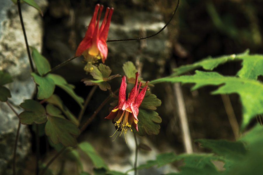 Hint: Deep nectaries and my red color are perfect for hummingbirds and long-tongued insects.