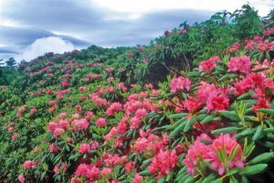 Roan Mountain Gardens